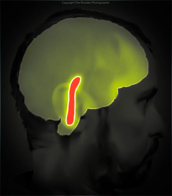 Bien parler japonais nécessite d'apprivoiser le système réticulé activateur représenté en rouge sur la photo qui montre la silhouette d'un crâne d'homme à l'intérieur duquel transparaît en vert le cerveau.