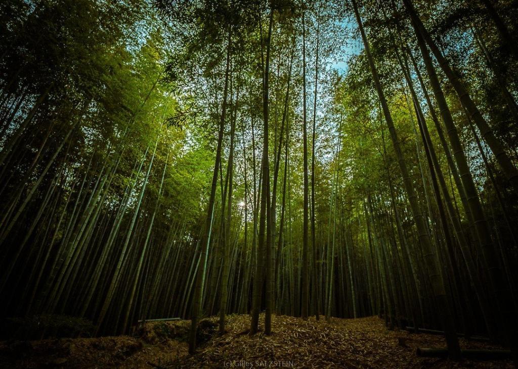 Moins procrastiner en japonais même si cette photo d'une forêt de bambous incite à la contemplation plutôt qu'à l'action.